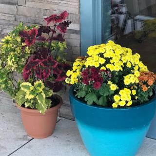 A vibrant display of potted flowers in various colors, adding a touch of nature to the entrance.