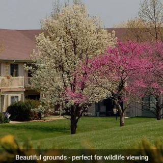 Springtime blossoms decorate a peaceful garden setting.