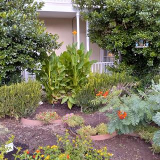 A well-maintained garden with various plants and shrubs.