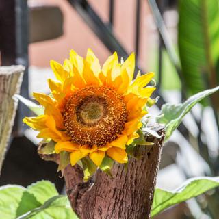 A vibrant sunflower blooming in a garden setting.
