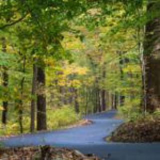 A scenic road winding through a lush, green forest landscape.