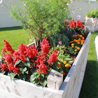 A vibrant raised garden bed filled with red flowers and various plants.