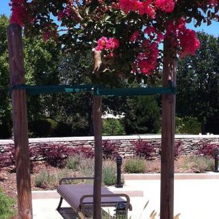 A sunny garden scene with a bench under a tree and vibrant pink flowers.