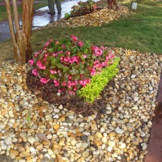 A vibrant display of pink flowers surrounded by pebbles in a landscaped garden.