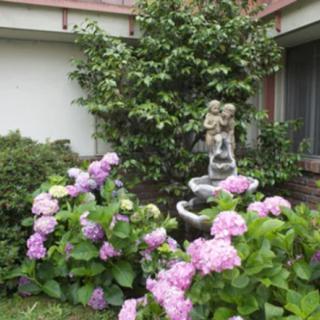 A charming garden scene featuring lush hydrangeas and a decorative fountain.