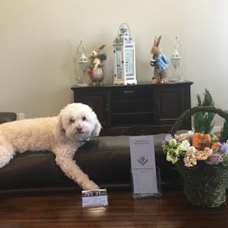A fluffy dog relaxes on a couch beside a beautifully arranged flower basket and decorative items.