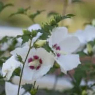 Close-up of white flowers with red centers in a garden setting.