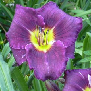 A vibrant purple daylily in full bloom surrounded by lush green foliage.