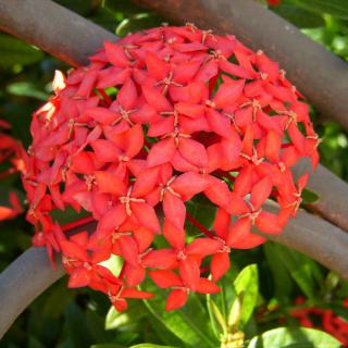 A cluster of vibrant red Ixora flowers in full bloom.
