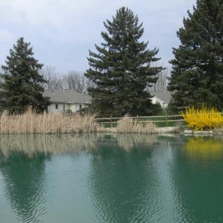 A serene pond with tree reflections and a house in the background.