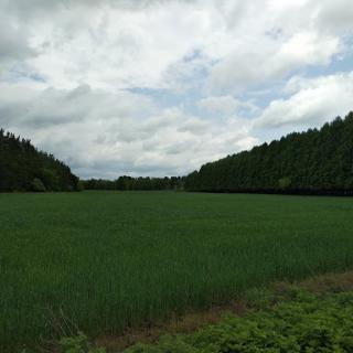 A serene landscape featuring lush green fields under a cloudy sky, bordered by trees.