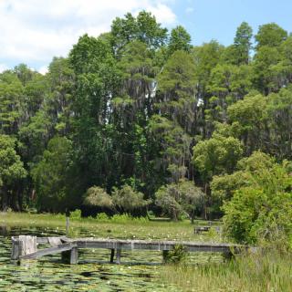 A tranquil scene of a wooden bridge over a lily-covered lake surrounded by lush green trees.