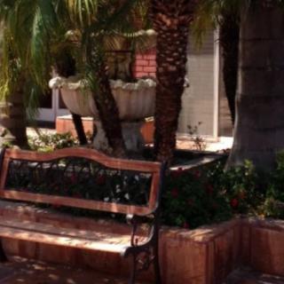A peaceful garden scene with a wooden bench surrounded by palm trees and a fountain.