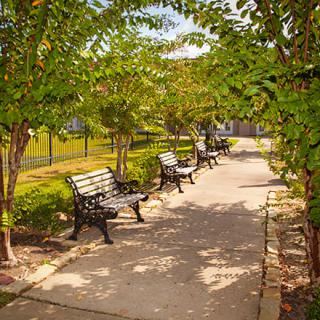 A serene park pathway lined with benches and shaded by lush trees.