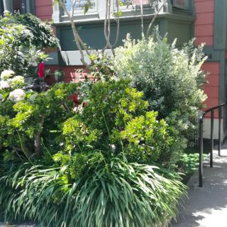 A lush garden with a variety of vibrant plants and flowers in front of a building.