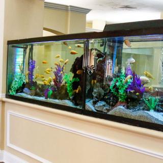 A large indoor aquarium filled with colorful fish and decorative aquatic plants.