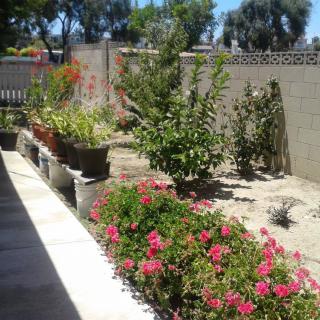 A sunny backyard garden with vibrant flowers and various plants.