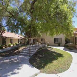 A sunny outdoor scene with a large tree, a winding pathway, and surrounding buildings.