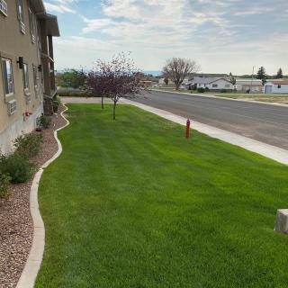 A neatly maintained lawn in a suburban residential area with a sidewalk and road.