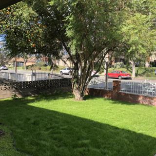 A sunny suburban yard with lush green grass and a large tree casting shadows.