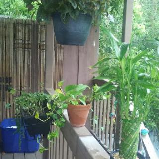 A cozy balcony filled with lush green plants, creating a serene atmosphere.