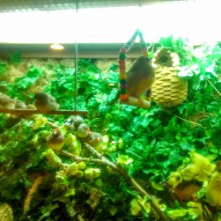A bird enjoys its habitat adorned with lush greenery and a hanging basket.