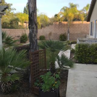 A well-maintained garden with various plants and trees next to a patio.