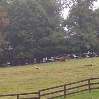 A serene view of cattle grazing in a lush pasture.