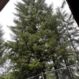 A tall conifer tree standing behind a fence under a cloudy sky.