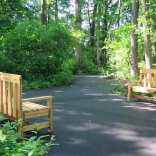 A serene forest pathway with wooden benches surrounded by lush greenery.