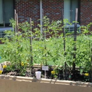 A raised vegetable garden with tomato plants supported by stakes, set against a brick wall backdrop.