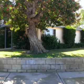 A residential house with a large tree in the front yard, surrounded by greenery and a brick wall.