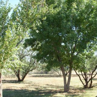 A peaceful scene of trees and grass in a natural outdoor setting.