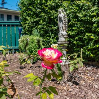 A vibrant pink and white rose blooms in a garden, surrounded by greenery and accompanied by a statue.