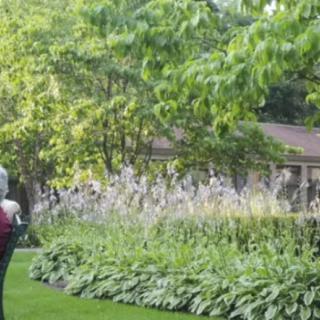 A lush garden with abundant greenery, featuring trees and shrubs.