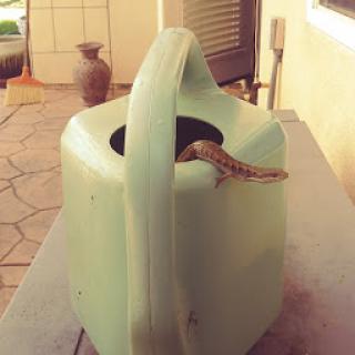 A curious snake peeking out of a watering can.