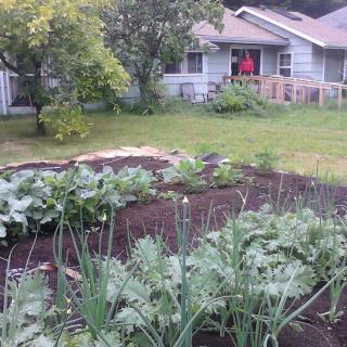 A lush vegetable garden in the backyard of a house.