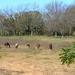 A serene scene of horses grazing in an open field surrounded by trees.