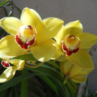 Bright yellow orchids in full bloom.