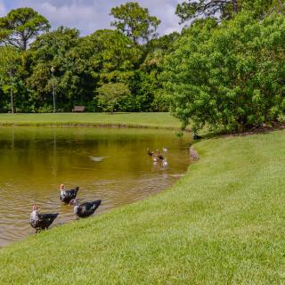 A serene park scene with ducks by a lake and lush greenery.