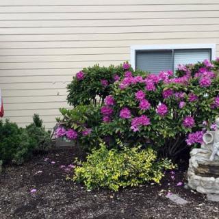 A well-maintained garden with blooming pink flowers and landscaping in front of a house.