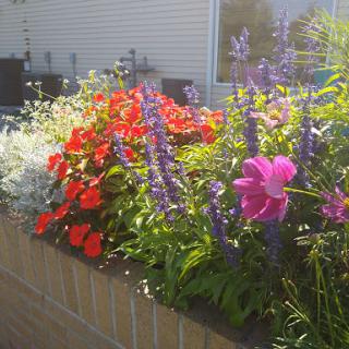 A vibrant display of flowers in a sunny garden setting.