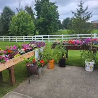 A vibrant garden setup with colorful flowers and plants in various planters against a backdrop of greenery and a white fence.