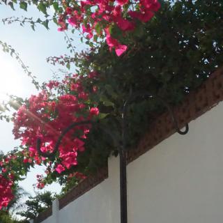 Bright pink bougainvillea flowers cascading over a garden wall in the sunlight.