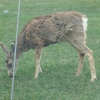 A deer grazing on the grass.