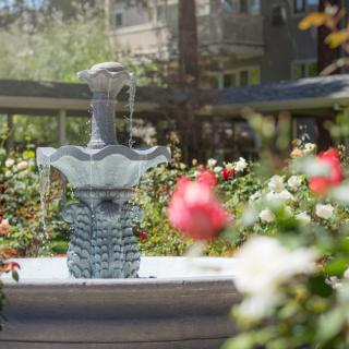 A beautiful fountain surrounded by blooming roses in a tranquil garden.