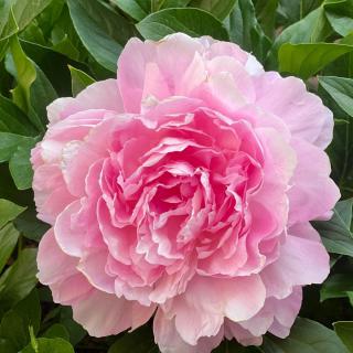 A vibrant pink peony in full bloom surrounded by lush green foliage.