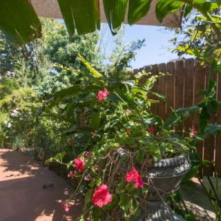 A lush garden with vibrant flowers and rich green foliage basking in sunlight.