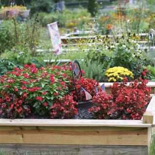 A vibrant garden with a variety of flowers growing in a raised wooden bed.