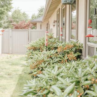 A row of shrubs lines the side of a house with large windows, enclosed by a wooden fence.